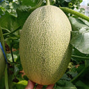 Xizhoumi Sweet Melon Seeds, 50 Seeds