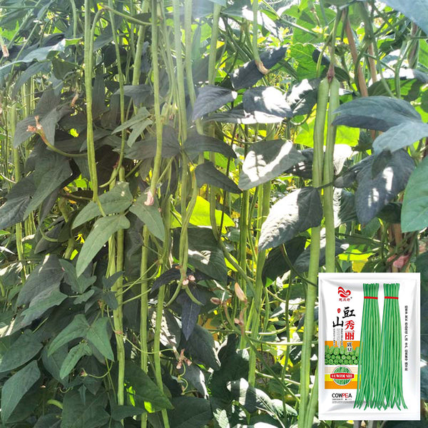 'Jiangshan Xiuli' Cowpea Seeds, 100g