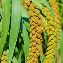 Red Foxtail Millet Seeds, 150g