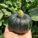 Green Beibei Pumpkin Seeds, 20 Seeds
