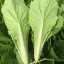Sweet Crispy 'Chiye' Pak Choi Seeds, 20g