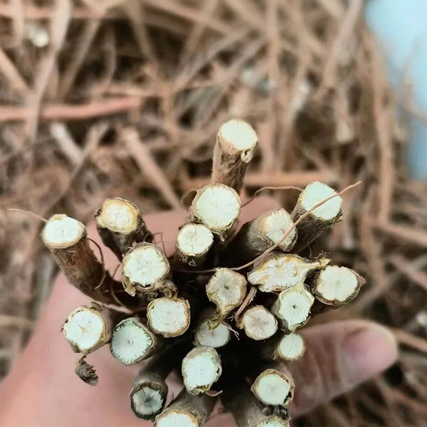 Bupleurum chinense, 200 Seeds