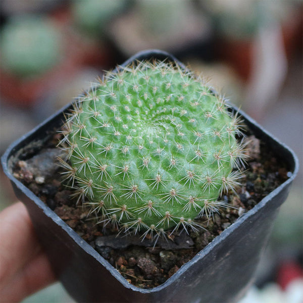 Rebutia minuscula, 3-4cm