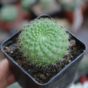 Rebutia minuscula, 3-4cm