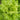 'Jiemei' Fast-Growing Loose-Leaf Lettuce, 2000 Seeds
