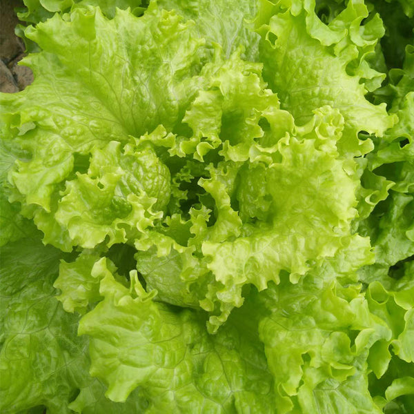 'Jiemei' Fast-Growing Loose-Leaf Lettuce, 2000 Seeds