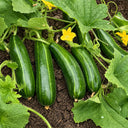 U2617 Huanghe Crisp Vegetable Melon, 200 Seeds