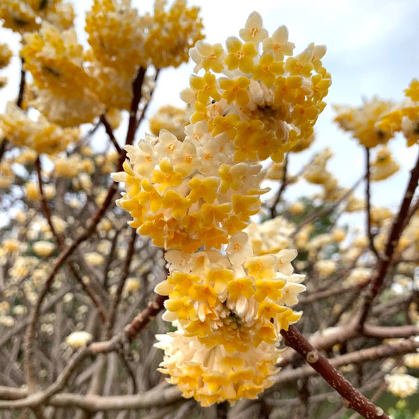 Oriental Paperbush, 100 Seeds