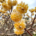 Oriental Paperbush, 100 Seeds