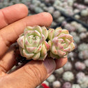 Echeveria 'Blue Light', 3pcs x 1-head