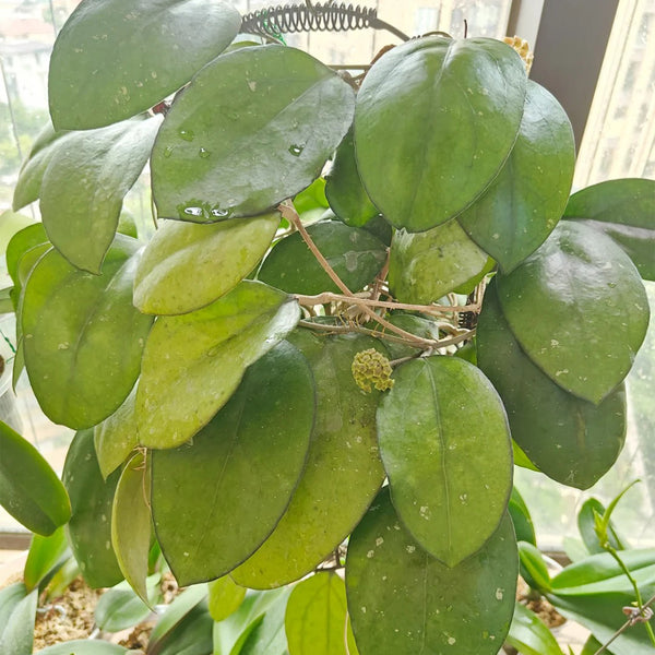 Hoya vitellina, 2 Cuttings
