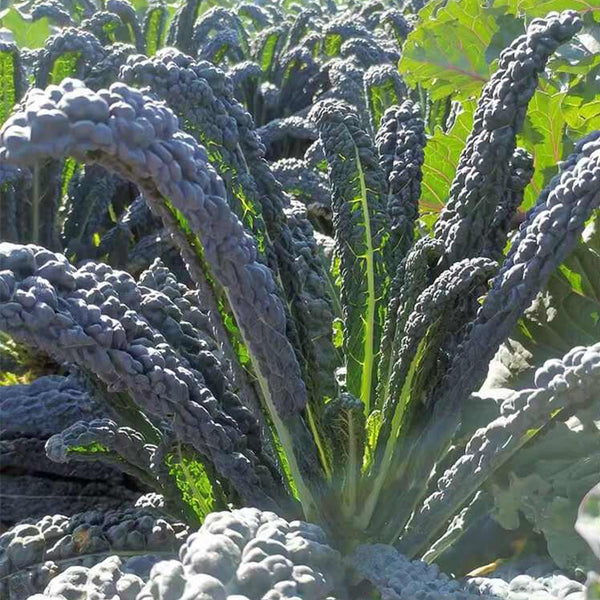 Lacinato Kale (Brassica oleracea var. palmifolia)
