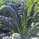 Lacinato Kale (Brassica oleracea var. palmifolia)