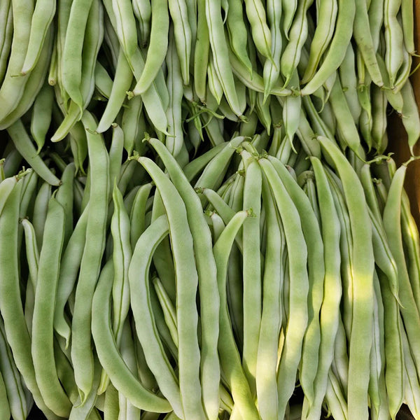 Bai Fumei Pole Bean Seeds, 200g