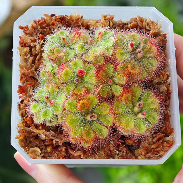 Drosera burmannii 'Humpty Doo' Seeds, 100 Seeds