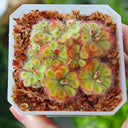 Drosera burmannii 'Humpty Doo' Seeds, 100 Seeds
