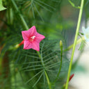 Pink Cypress Vine, 5 Seeds
