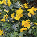 Hezhichun Pansy 'Late Autumn', 30 Seeds