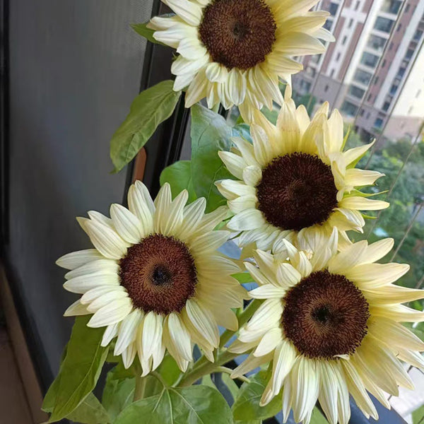 'White Lover' Sunflower, 6 Seeds