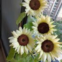 'White Lover' Sunflower, 6 Seeds
