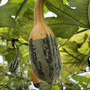 Hezhichun Decorative Pumpkin Seed Mix, 10 Seeds