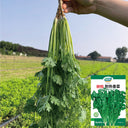 Heat-Tolerant Cilantro Seeds, 20g