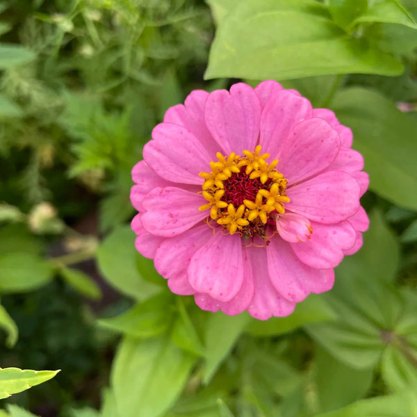Pink Garden Zinnia Seeds, 100 Seeds