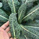 Lacinato Kale (Brassica oleracea var. palmifolia)