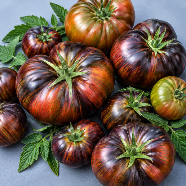 114 Marsha's Starfighter Beefsteak Tomato, 5 Seeds
