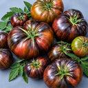 114 Marsha's Starfighter Beefsteak Tomato, 5 Seeds