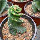 Cereus forbesii 'Spiralis', 13-14cm
