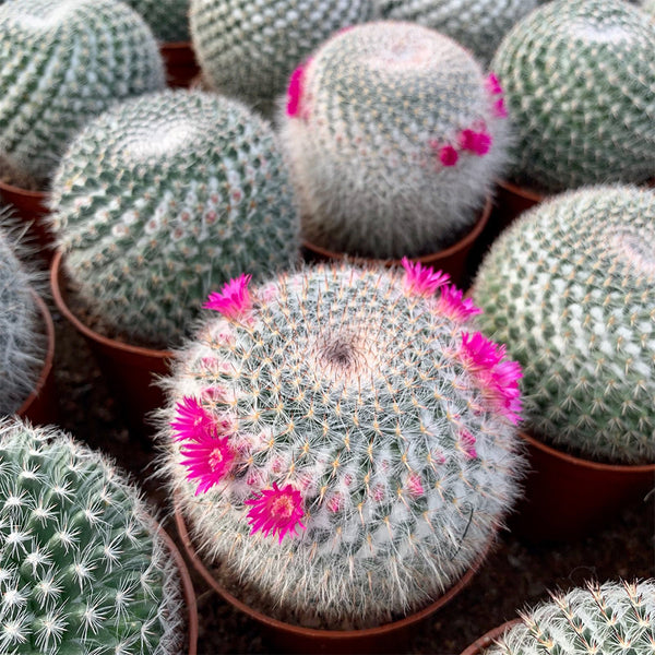 Mammillaria hahniana, 3-4cm