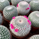 Mammillaria hahniana, 3-4cm