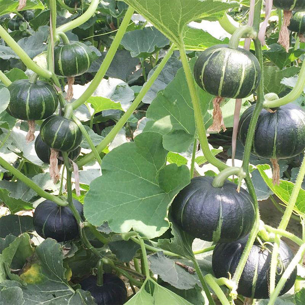 Green Beibei Pumpkin Seeds, 20 Seeds