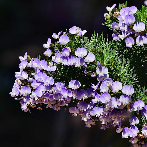 Feather-leaved Psoralea, 1 Seeds