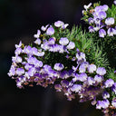 Feather-leaved Psoralea, 1 Seeds