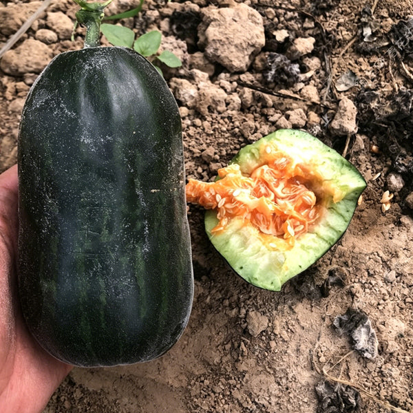 Little Darling Melon, 20 Seeds