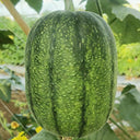 Taifeng No. 1 Apple Luffa, 8 Seeds