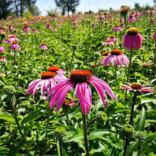 Purple Coneflower, 1g