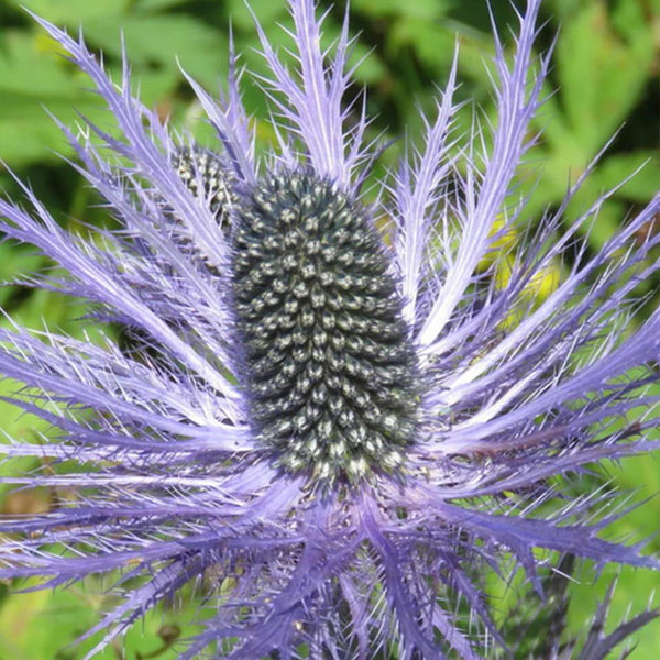 Alpine Eryngo Seeds, 100 Seeds
