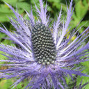 Alpine Eryngo Seeds, 100 Seeds