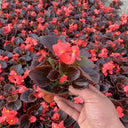 Bronze Leaf Red Flower Begonia, 50 Coated Seeds