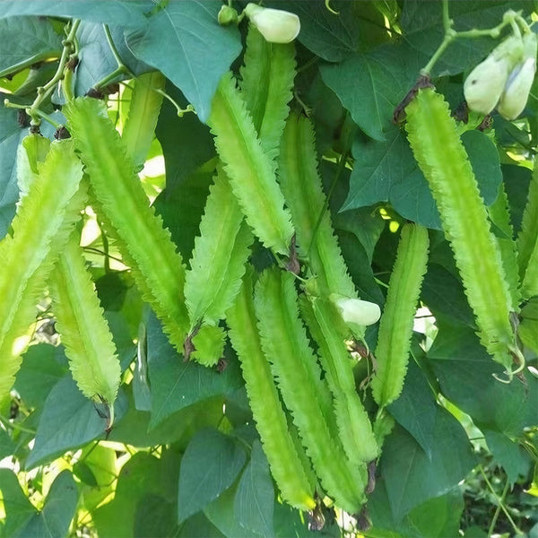 'Nongdianzan' Winged Bean, 10 Seeds