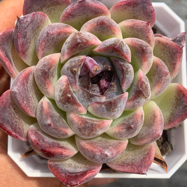 Echeveria cv. 'Purple Fairy'‌, 3pcs x 1-head