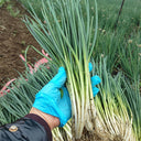 Four-Season Scallion Seeds, 10g