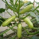 'Zaoqing No.1' Zucchini Seeds, 5g