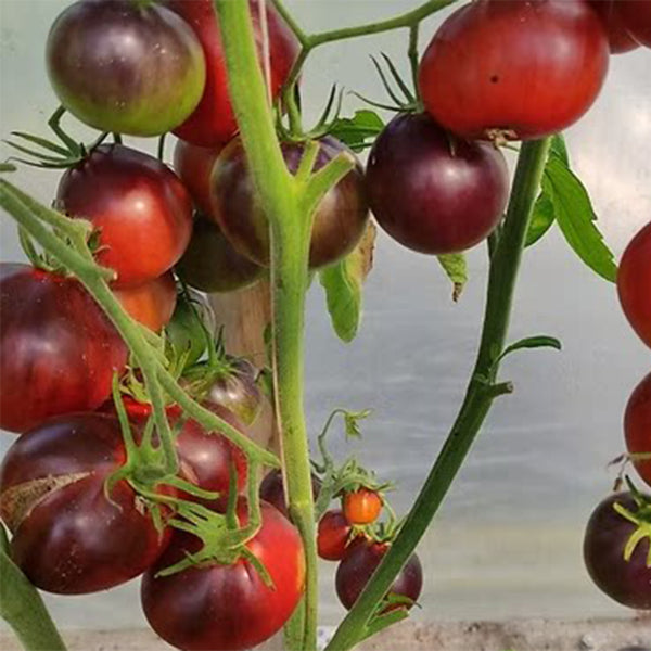 928 Happiness Bag Tomato, 5 Seeds