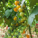 Charlotte Cherry Tomato, 5 Seeds