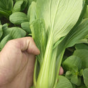'Jinmei 22' Pak Choi Seeds, 10g