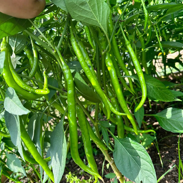 Spicy Red Line Pepper Seeds, 0.5g